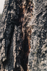 bark of a tree
