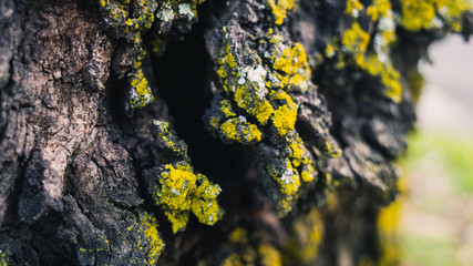 moss on a tree