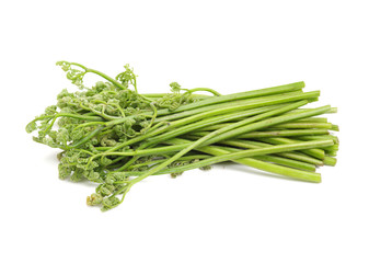 fern bracken on white background