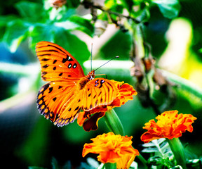 Butterfly 5
