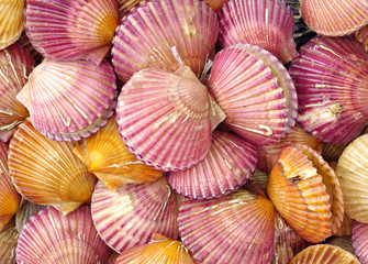 lots of scallop sea shells piled together background