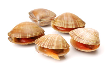 Stacked fresh raw clams on white background