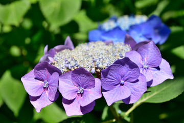 紫陽花