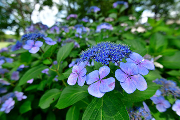 紫陽花