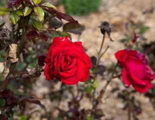 Two bright red roses