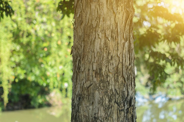 Texture, Surface of brown tree in the garden.