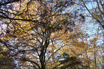 fall scene--maple thru cedar