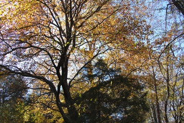 fall scene--maple between cedars