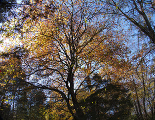 fall scene--maple cherry dogwood