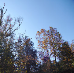 fall scene--gum cedars sycamore