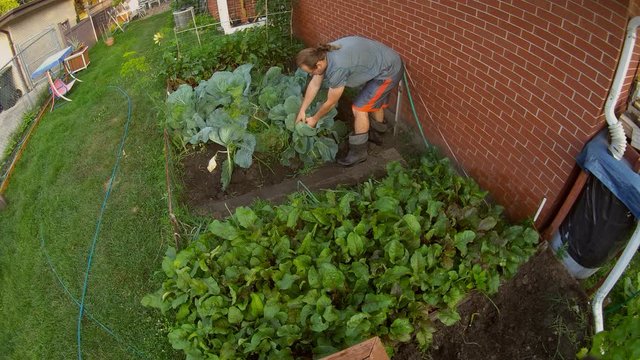 Home gardening - High angle and wide view of man with glasses and ponytail wearing shorts and boots checking or inspecting cabbages growing in back yard garden along side other vegetables next to bric