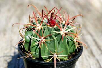 Flowering cactus with colorful flowers