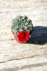 Flowering cactus with colorful flowers
