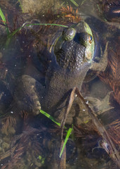 ShadowCreek Frog
