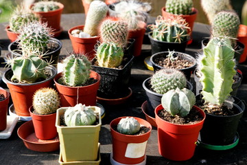 Flowering cactus collection in the greenhouse