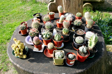 Flowering cactus collection in the greenhouse