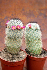 Flowering cactus with colorful flowers