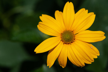 Yellow Flower