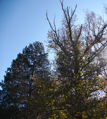 fall scene--gum and cedar