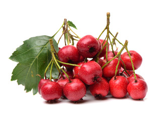 Hawthorn on a white background 