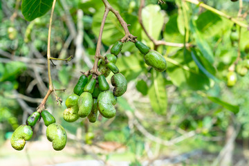 young cashew nut of cashew tree in garden at Thailand