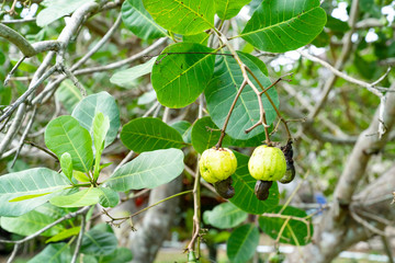 young cashew nut of cashew tree in garden at Thailand