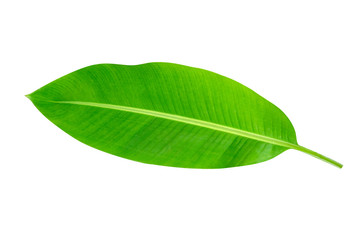 Green leaves pattern,leaf banana isolated on white background,include clipping path