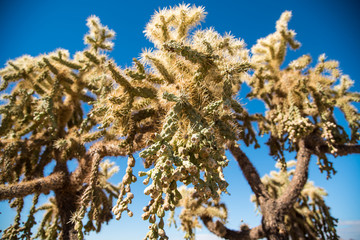 cacti with blue sky background