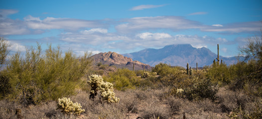 cactus in front of mountains
