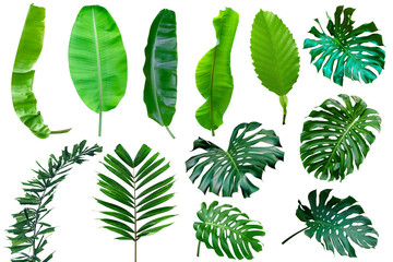 collection various of green leaves pattern for nature concept,set of tropical leaf isolated on white background