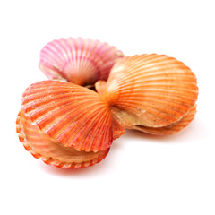 Raw scallop on white background 