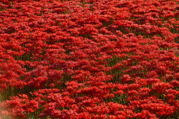 矢勝川の彼岸花