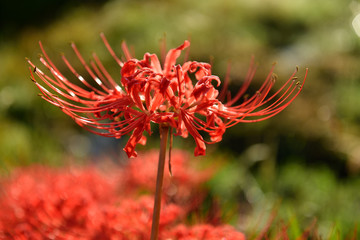 矢勝川の彼岸花