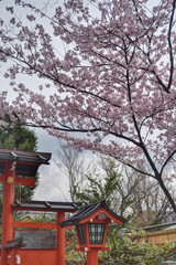 車折神社の桜