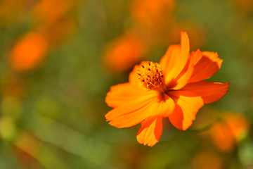 キバナコスモス