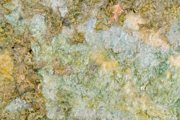 Abstract closeup moss textured background