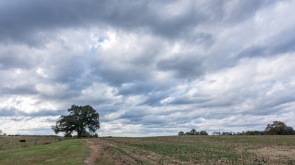 Tree in an empty field on a stormy day