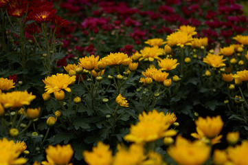 The chrysanthemum flowers in bloomingThe chrysanthemum flowers in blooming