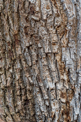 close up of a tree trunk surface with rough and cracked bark