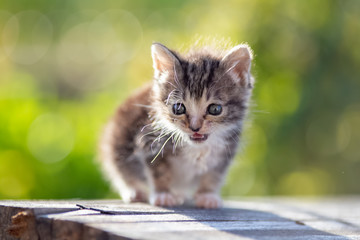 kitten in the garden
