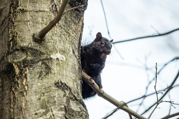 a cute brown squirrel holding a nut in its mouth hiding behind tree trunk staring at you on an autumn morning 