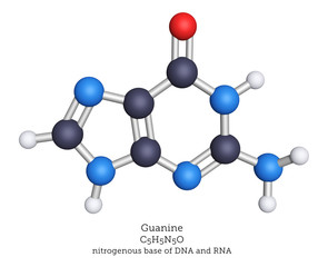 Guanine is one of the five nucleobases of DNA and RNA. Guanine pairs with cytosine in the DNA double helix.