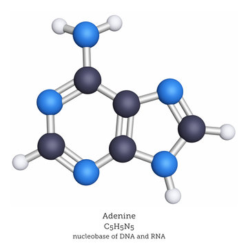 Adenine is one of the five nucleobases of DNA and RNA. Adenine pairs with thymine in the DNA double helix.