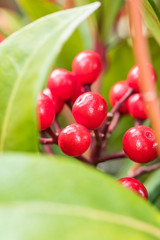 close up of bunch red dog-berries behind big green leaves in the garden 