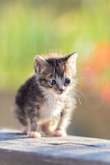 kitten on green background