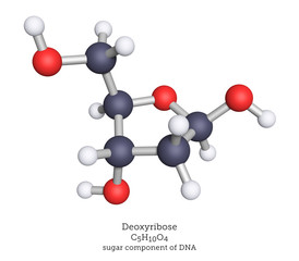 Deoxyribose is the sugar component of DNA