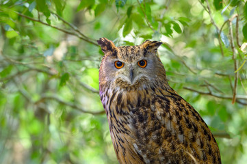 Brown fish owl on green background