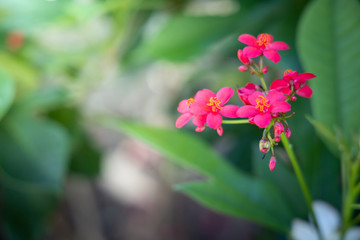 The background image of the colorful flowers