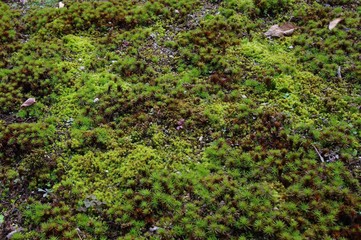 湯島天満宮の庭に生えている苔