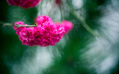 flower, tree, blossom, spring, nature, pink, branch, flowers, cherry, bloom, plant, blooming, red, garden, green, macro, beauty, petal, season, natural, sakura, flora, floral, beautiful, apple